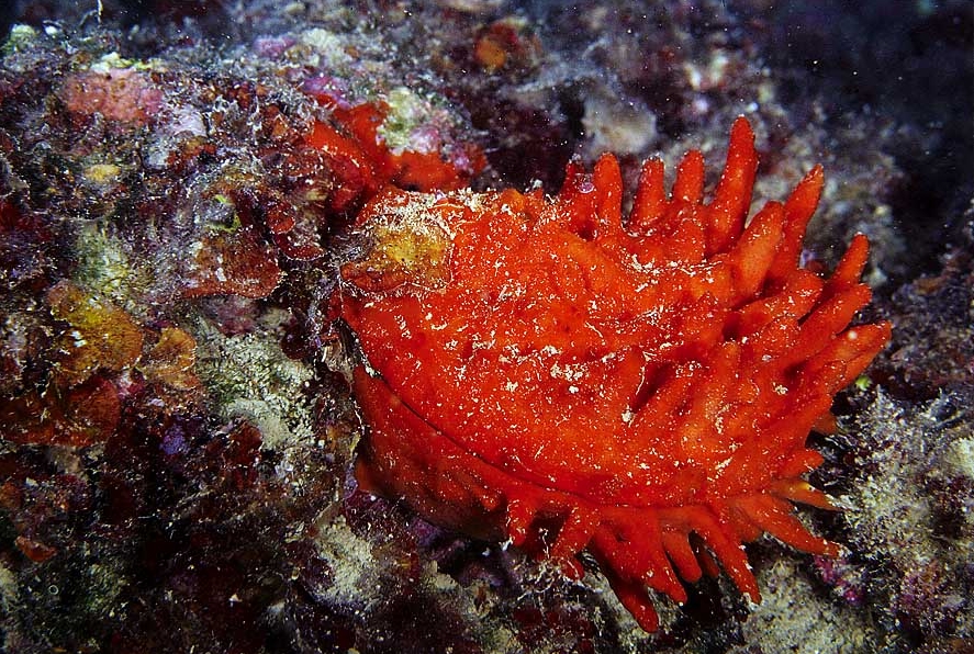 Spondylus gaederopus